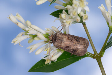 The heart and club (Agrotis clavis) is a noctuid moth whose caterpillar feeds on various herbaceous plants