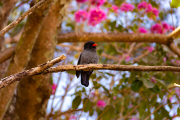 Um pássaro chamado Chora-chuva-preto, descansando em um galho florido de ipê rosa. (Monasa nigrifrons)