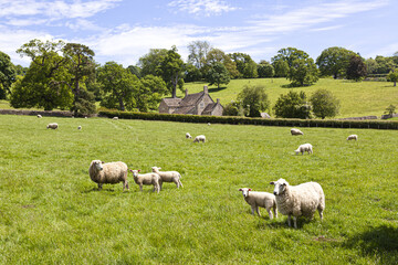 Fototapeta premium Sheep and lambs grazing on the Cotswolds near Stowell, Gloucestershire UK
