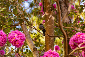Um pássaro chamado Chora-chuva-preto, descansando em um galho florido de ipê rosa. (Monasa nigrifrons)