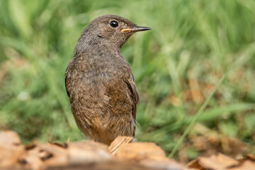 Hausrotschwanz auf der Wiese
