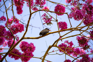 Um pássaro chamado Chora-chuva-preto, descansando em um galho florido de ipê rosa. (Monasa nigrifrons)