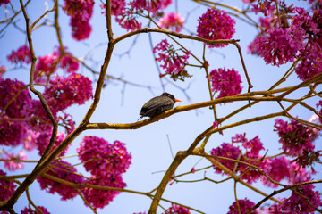 Um pássaro chamado Chora-chuva-preto, descansando em um galho florido de ipê rosa. (Monasa nigrifrons)