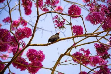 Um pássaro chamado Chora-chuva-preto, descansando em um galho florido de ipê rosa. (Monasa nigrifrons)