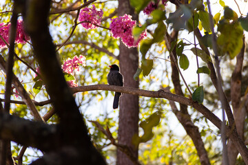 Um pássaro chamado Chora-chuva-preto, descansando em um galho florido de ipê rosa. (Monasa nigrifrons)