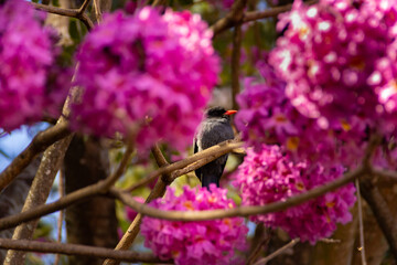 Um pássaro chamado Chora-chuva-preto, descansando em um galho florido de ipê rosa. (Monasa nigrifrons)