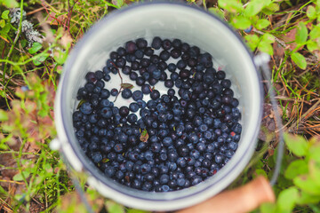 Process of collecting and picking fresh berries in a forest of northern Sweden, Lapland, Norrbotten, near Norway border, girl picking cranberry, lingonberry, cloudberry, blueberry, bilberry and others