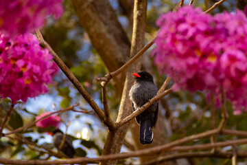 Um pássaro chamado Chora-chuva-preto, descansando em um galho florido de ipê rosa. (Monasa nigrifrons)