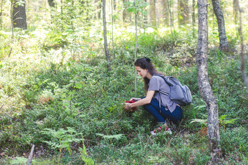 Naklejka na ściany i meble Process of collecting and picking fresh berries in a forest of northern Sweden, Lapland, Norrbotten, near Norway border, girl picking cranberry, lingonberry, cloudberry, blueberry, bilberry and others