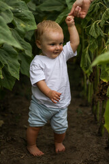 little boy on a field of sunflowers. blonde newborn baby in flowers. summer evening, summer field of sunflowers.