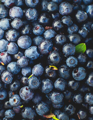 Process of collecting and picking fresh berries in a forest of northern Sweden, Lapland, Norrbotten, near Norway border, girl picking cranberry, lingonberry, cloudberry, blueberry, bilberry and others