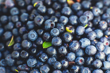 Process of collecting and picking fresh berries in a forest of northern Sweden, Lapland, Norrbotten, near Norway border, girl picking cranberry, lingonberry, cloudberry, blueberry, bilberry and others