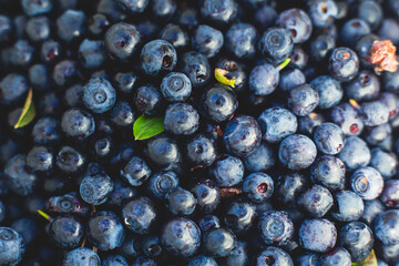 Process of collecting and picking fresh berries in a forest of northern Sweden, Lapland, Norrbotten, near Norway border, girl picking cranberry, lingonberry, cloudberry, blueberry, bilberry and others