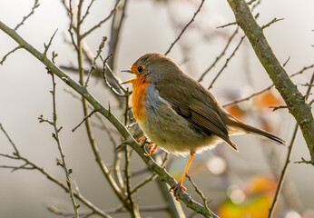 rouge gorge qui pialle