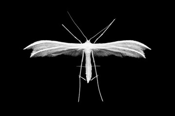 White Plume Moth (Pterophorus pentadactyla) isolated on a black background