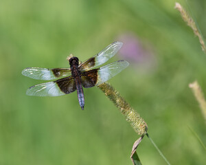 Widow skimmer dragonfly (Libellula luctuosa)  on a  marsh plant upclose 