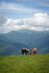 horse in the meadow in the mountains