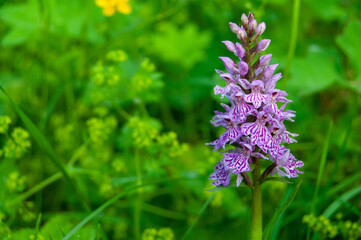 flowers in the garden