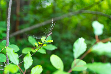 Flowers in a green forest