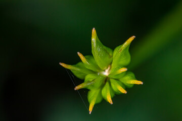 Caltha palustris flower growing in forest, macro	
