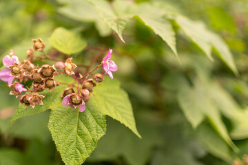 Flowers in a green forest
