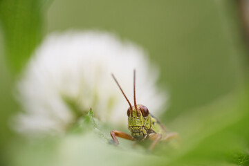 un bell'esemplare di cavalletta con il suo bel colore verde e marrone appoggiata su una foglia alle...