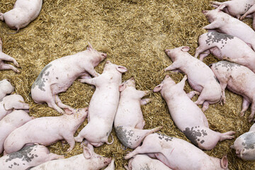 Sleeping piglets © Stephen