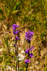 Silene latifolia in the forest, close up