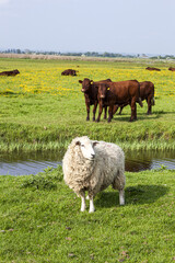 Cattle and sheep grazing on Romney Marsh at Fairfield, Kent UK