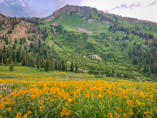 Mountain Meadow with Flowers