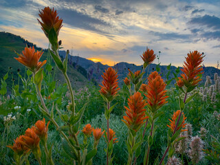 Indian Paintbrush at Alta Utah © Shutter Mountain