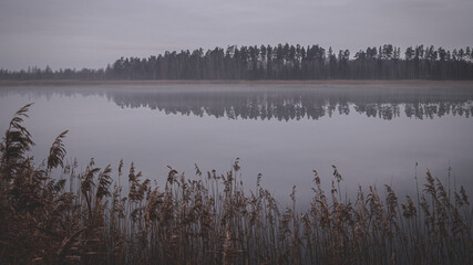 misty cold autumn morning on the lake in Latvia. Yellow dry reeds in front. grey calm smooth mirror water reflects coniferous forest in other side. dull boring sky. Small haze over water