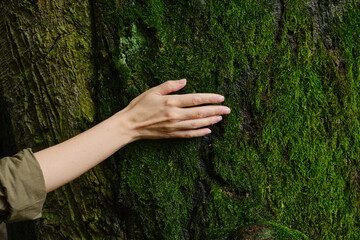 Girl hand touches a tree with moss in the wild forest. Forest ecology. Wild nature, wild life....