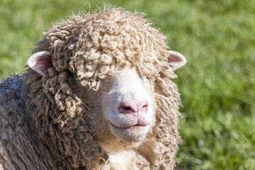 A close up portrat of a Cotswold sheep (ewe) in the Cotswold village of Middle Duntisbourne,...