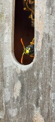 guêpe sortant d'un nid logé dans un hôtel à insecte