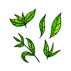Tea leaf. Set of hand-drawn natural elements. Cartoon illustration. Green plant