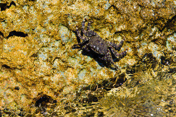 A black crab is sitting on a stone. Black sea crab on an old stone.