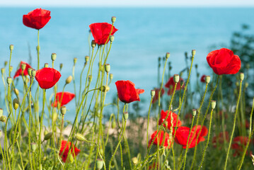 Red poppies on sea shore