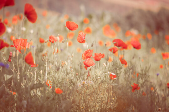 Landschaft im Sommer mit Mohn Blumen Kornblumen Kamille rot blau wei&szlig;