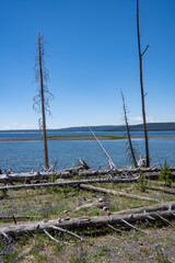 Fototapeta na wymiar Burned trees along the shoreline of Yellowstone Lake in the National Park