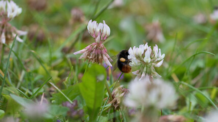 Red-Tailed Bumblebee feeding on nectar from white clover