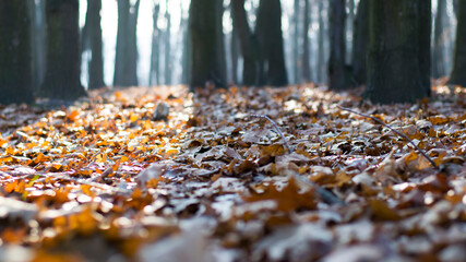Dry oak leaves on the ground in a beautiful autumn forest. autumn background, fallen leaves in a forest or park. Oak Grove. walk in the fresh air. selective soft focus