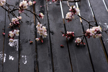 Spring flowers on black wooden background. Spring seasonal background. Selective focus. Close up