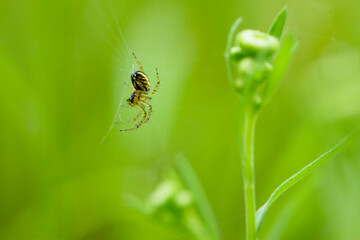 European spider, sits on a web. green background, close-up. small predator on the hunt. spider on a natural background. macro nature. with selective focus. they can be found in forests and gardens