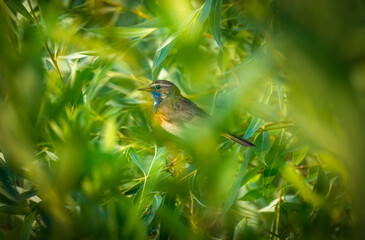 The hidden male bluethroat bird is barely visible through the branches of the shrub