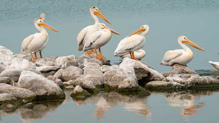 American White Pelicans on Last Mountain Lake in Saskatchewan