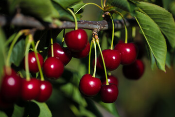 Close-up of bunch of red cherries on the tree with green leaves ready for summer harvest. In bright red and green colors