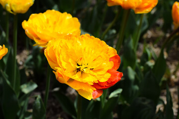 Fototapeta premium Closeup of double late tulips with mixed color petals 