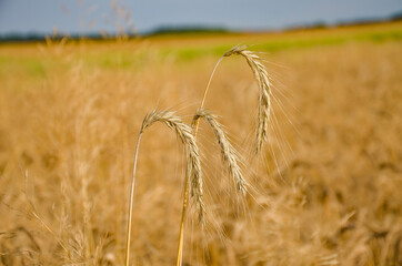 Fototapeta field of wheat obraz