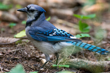 Blue jay specimen